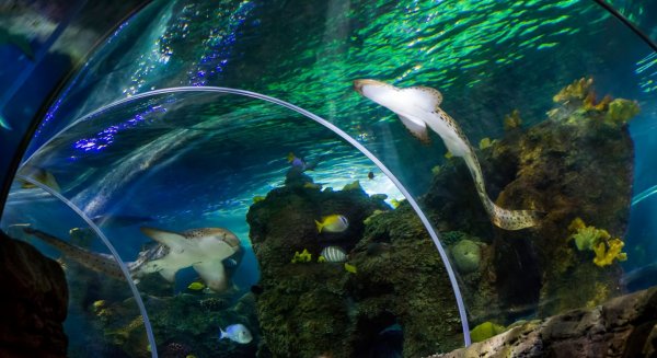 Nace un ejemplar de nutria asiática en Sea Life Benalmádena