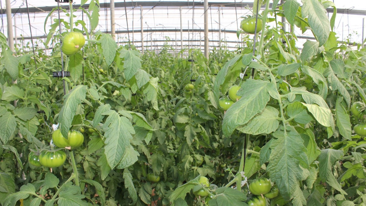 Las exportaciones agroalimentarias andaluzas superan su récord con 8.141M€ en el primer semestre de 2022