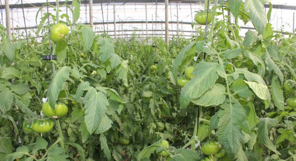Las exportaciones agroalimentarias andaluzas superan su récord con 8.141M€ en el primer semestre de 2022