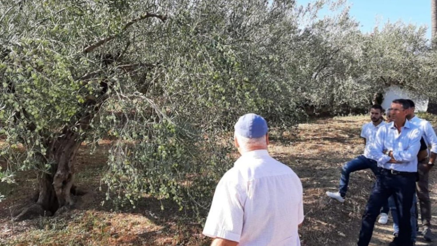 El delegado de Agricultura participa en el inicio de la campaña de verdeo de la Aceituna Aloreña de Málaga
