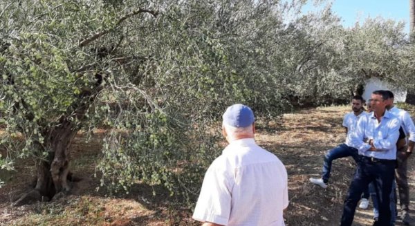 El delegado de Agricultura participa en el inicio de la campaña de verdeo de la Aceituna Aloreña de Málaga