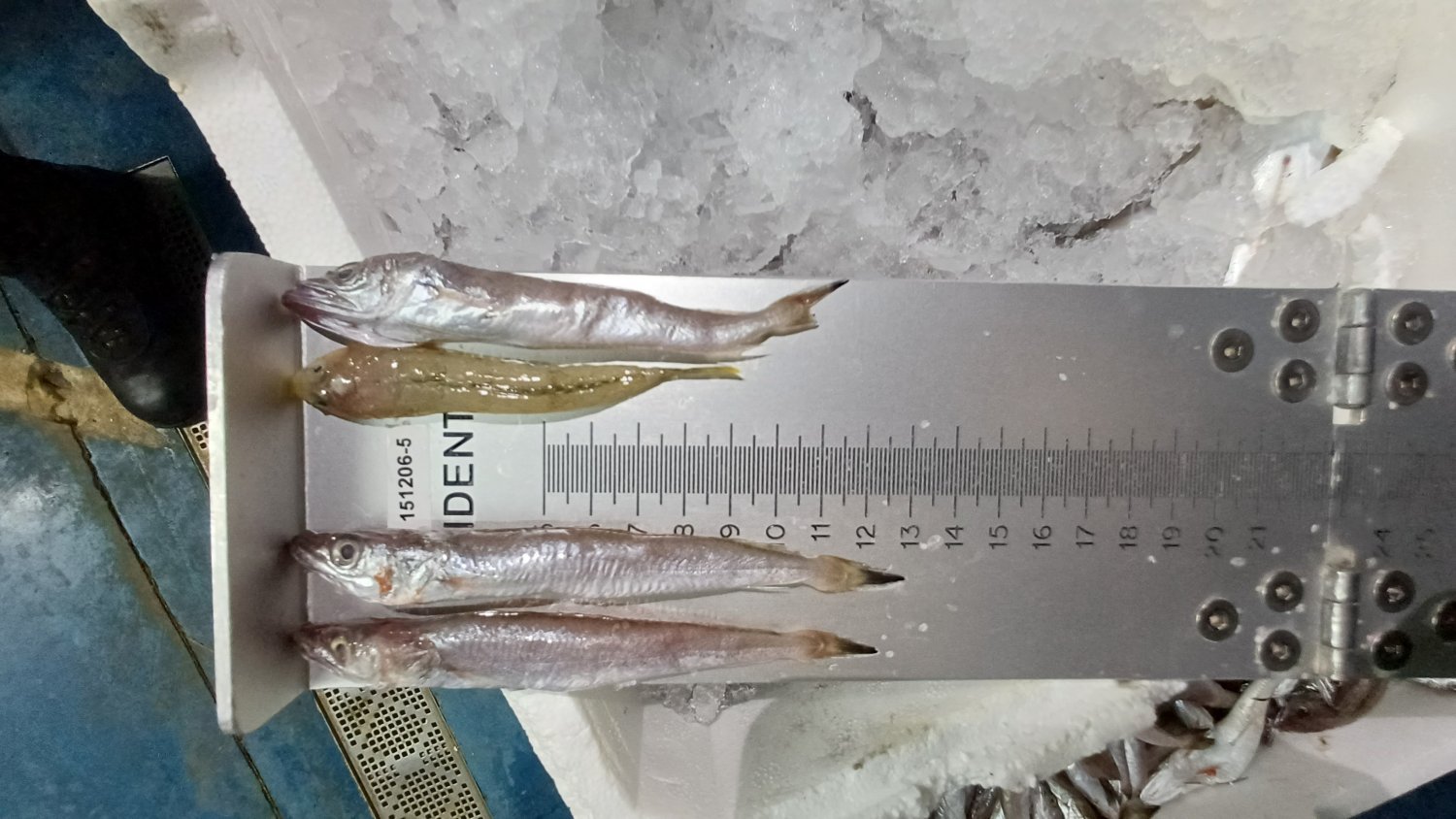 Inspección Pesquera de la Junta evita la puesta en el mercado de 4.700 kilogramos de productos pesqueros ilegales en Jaén
