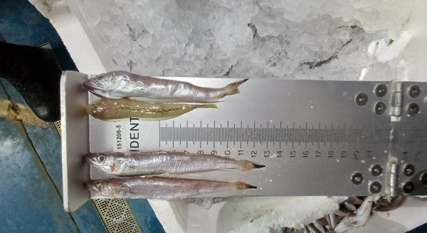 Inspección Pesquera de la Junta evita la puesta en el mercado de 4.700 kilogramos de productos pesqueros ilegales en Jaén