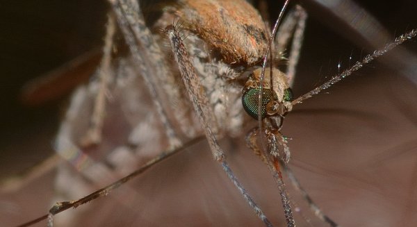 Científicos de la UMA elaboran mapas que predicen el riesgo de contraer la fiebre del Nilo Occidental