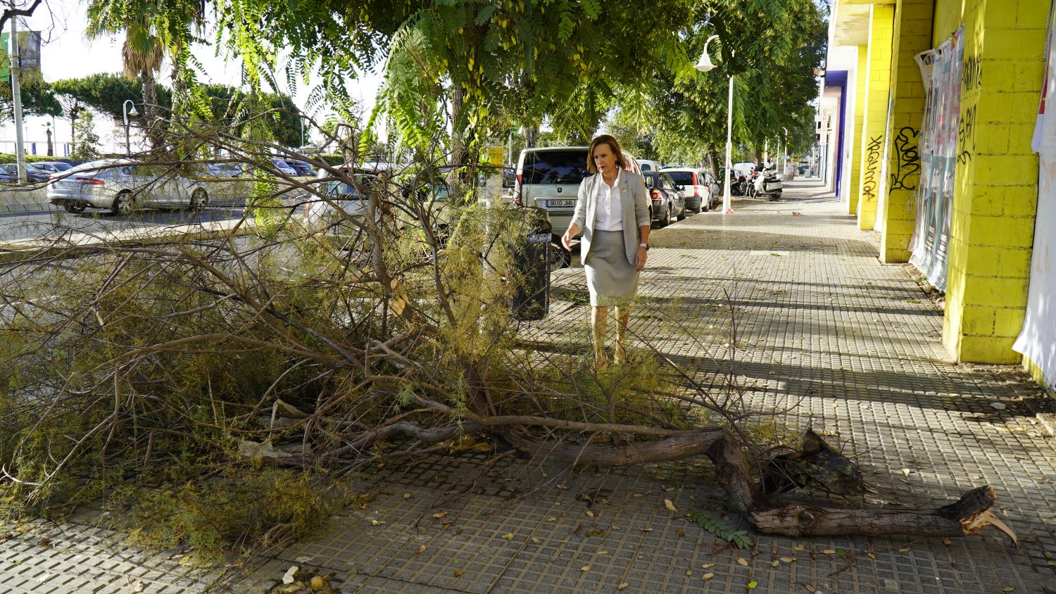 PSOE Málaga exige la mejora de la poda y mantenimiento del arbolado urbano para contener su caída en la vía pública 