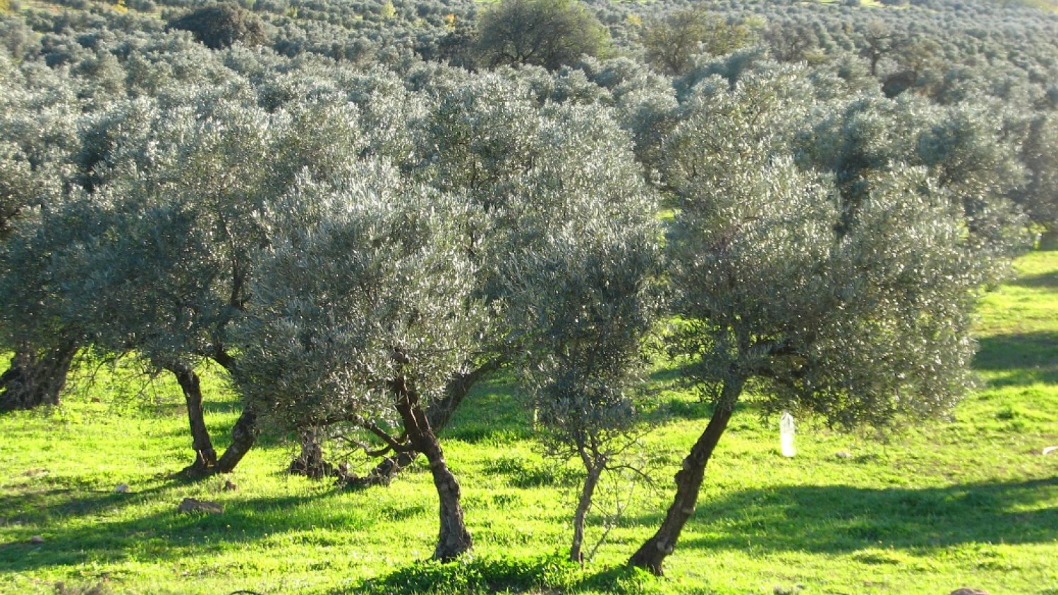 La Consejería de Agricultura abona el anticipo de la PAC de 2023 al sector agrario