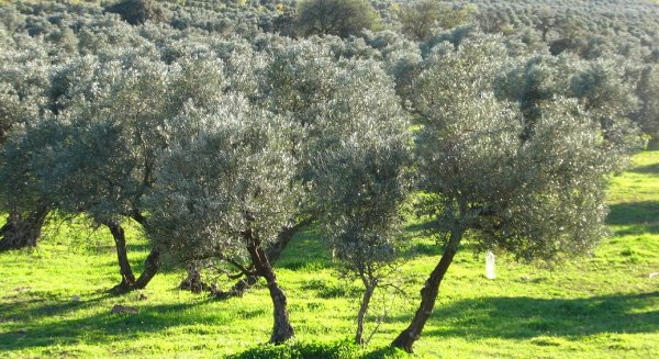 La Consejería de Agricultura abona el anticipo de la PAC de 2023 al sector agrario
