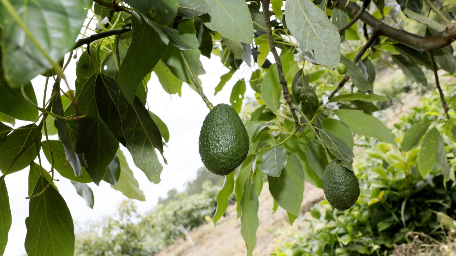 ASAJA Málaga denuncia una oleada de robos en fincas de aguacates de la Axarquía en pleno inicio de la campaña