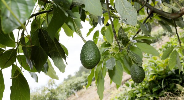 ASAJA Málaga denuncia una oleada de robos en fincas de aguacates de la Axarquía en pleno inicio de la campaña