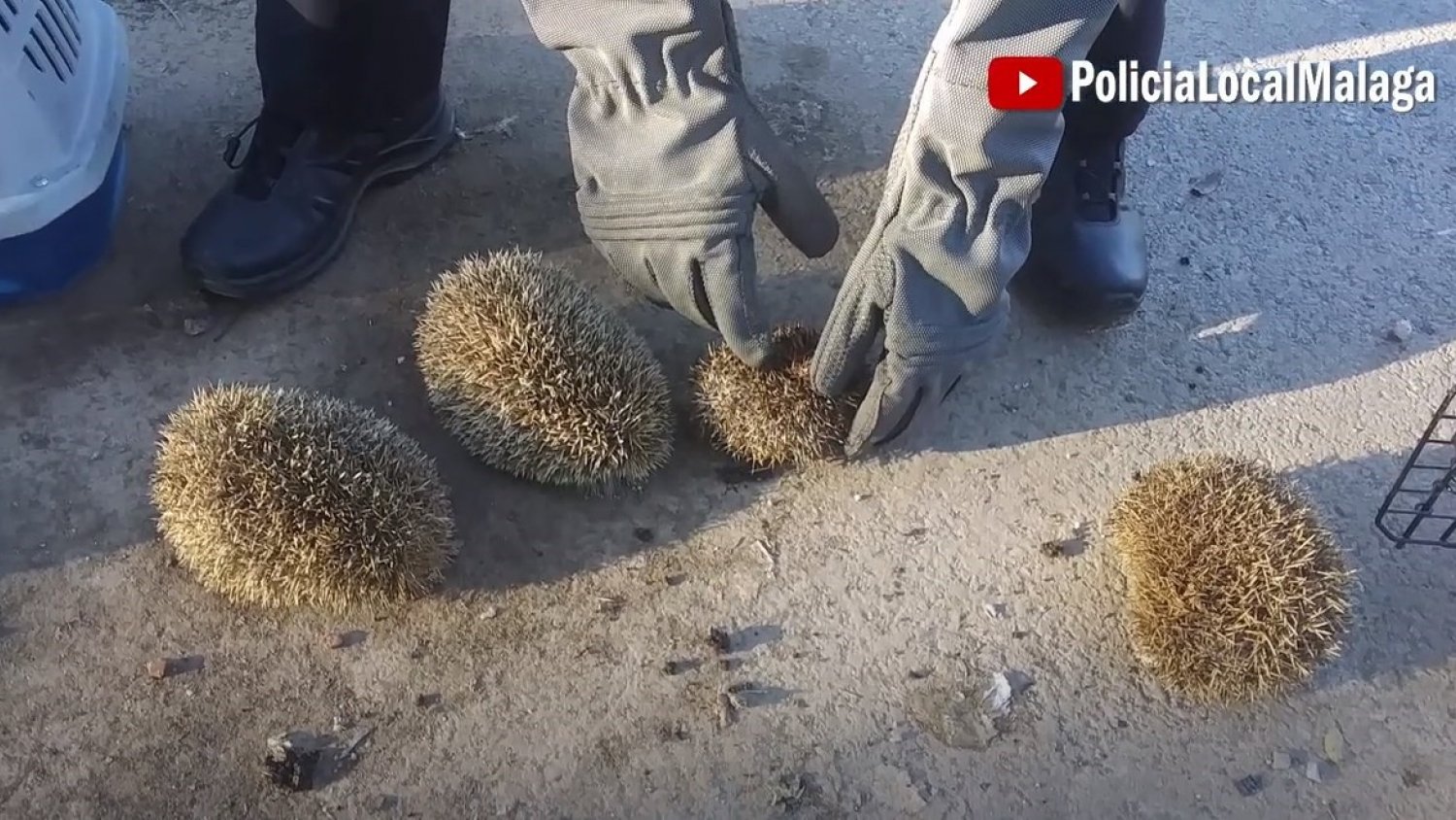 Identificados tres individuos por presunto maltrato animal tras sorprenderlos quemando a erizos con un soplete 