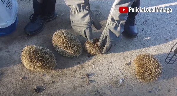Identificados tres individuos por presunto maltrato animal tras sorprenderlos quemando a erizos con un soplete 
