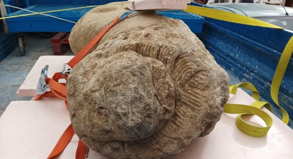 Localizado un león íbero de grandes dimensiones en el municipio de Villanueva de la Concepción  