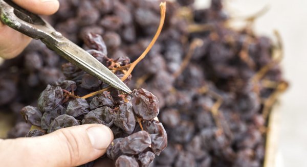 La Junta impulsa el ‘I Concurso de Pasas de Málaga en la Repostería’ que tendrá lugar el 19 de diciembre