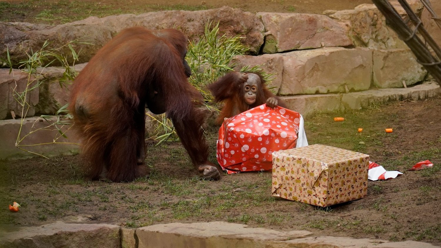 Los Reyes Magos sorprenden a los animales de BIOPARC Fuengirola antes de su ruta por los hogares españoles