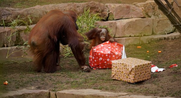 Los Reyes Magos sorprenden a los animales de BIOPARC Fuengirola antes de su ruta por los hogares españoles