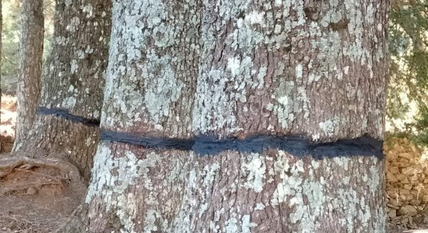 La Junta trabaja en la recuperación de casi 40 cedros atacados en la Serranía de Ronda 