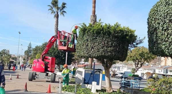 El Ayuntamiento de Rincón de la Victoria avanza en los trabajos de poda del arbolado urbano del municipio