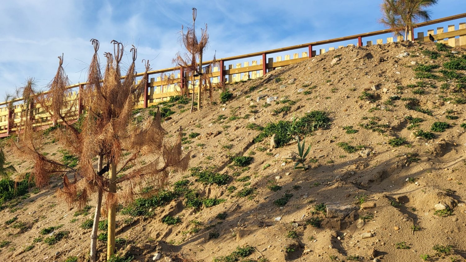 Unidas con Podemos Marbella denuncia la destrucción de la duna de El Pinillo 