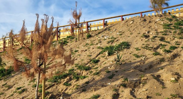 Unidas con Podemos Marbella denuncia la destrucción de la duna de El Pinillo 