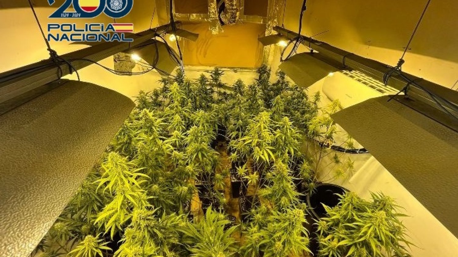 Desmantelan en Málaga diez laboratorios indoor de marihuana instalados en un mismo inmueble