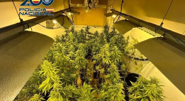Desmantelan en Málaga diez laboratorios indoor de marihuana instalados en un mismo inmueble