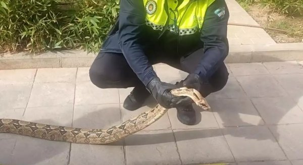 La Policía Local de Málaga recupera una boa constrictor imperator de 2,30 metros de longitud