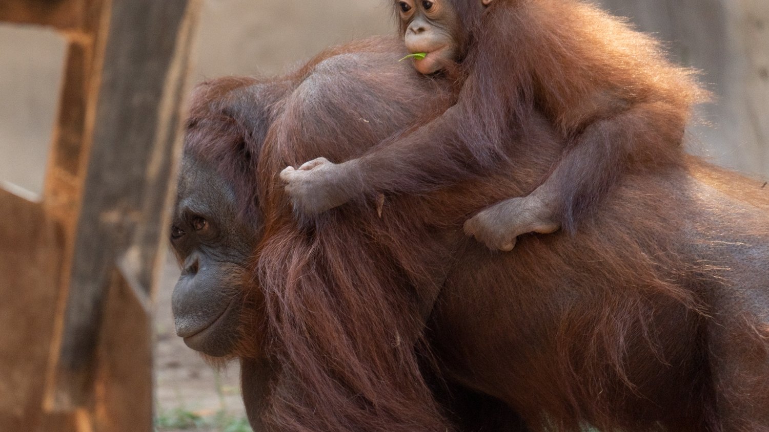 Bioparc Fuengirola celebra el primer cumpleaños de Neo, el pequeño orangután de Borneo