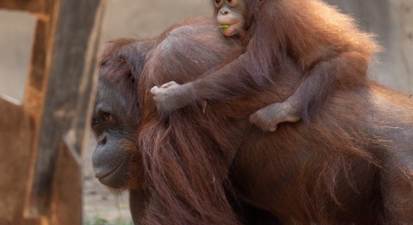 Bioparc Fuengirola celebra el primer cumpleaños de Neo, el pequeño orangután de Borneo