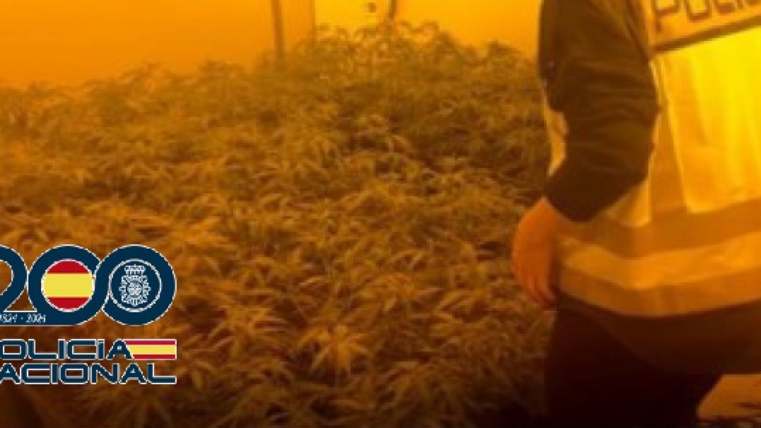 Desarticulan en Fuengirola una red dedicada a la producción de marihuana con destino a Centroeuropa 