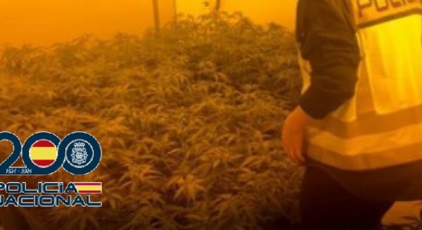Desarticulan en Fuengirola una red dedicada a la producción de marihuana con destino a Centroeuropa 