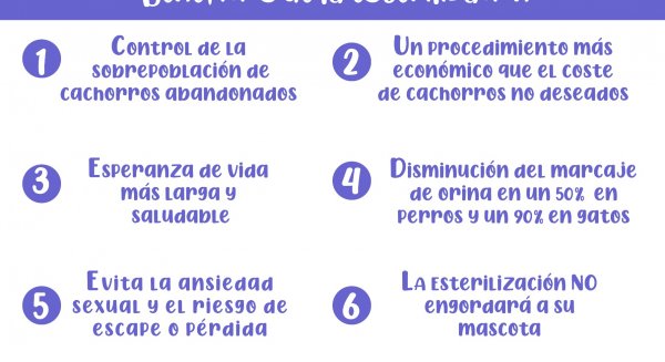 El Ayuntamiento de Campillos pone en marcha una nueva campaña de esterilización de perros y gatos