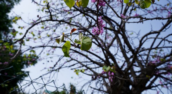 Málaga, ciudad piloto del proyecto Life Lungs para crear espacios verdes más adaptables al cambio climático