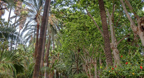 El Paseo del Parque de Málaga acoge la primera Final Escolar de Ajedrez 