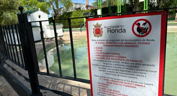Ronda denuncia actos vandálicos contra patos que vivían desde hace años en el estanque de La Alameda del Tajo