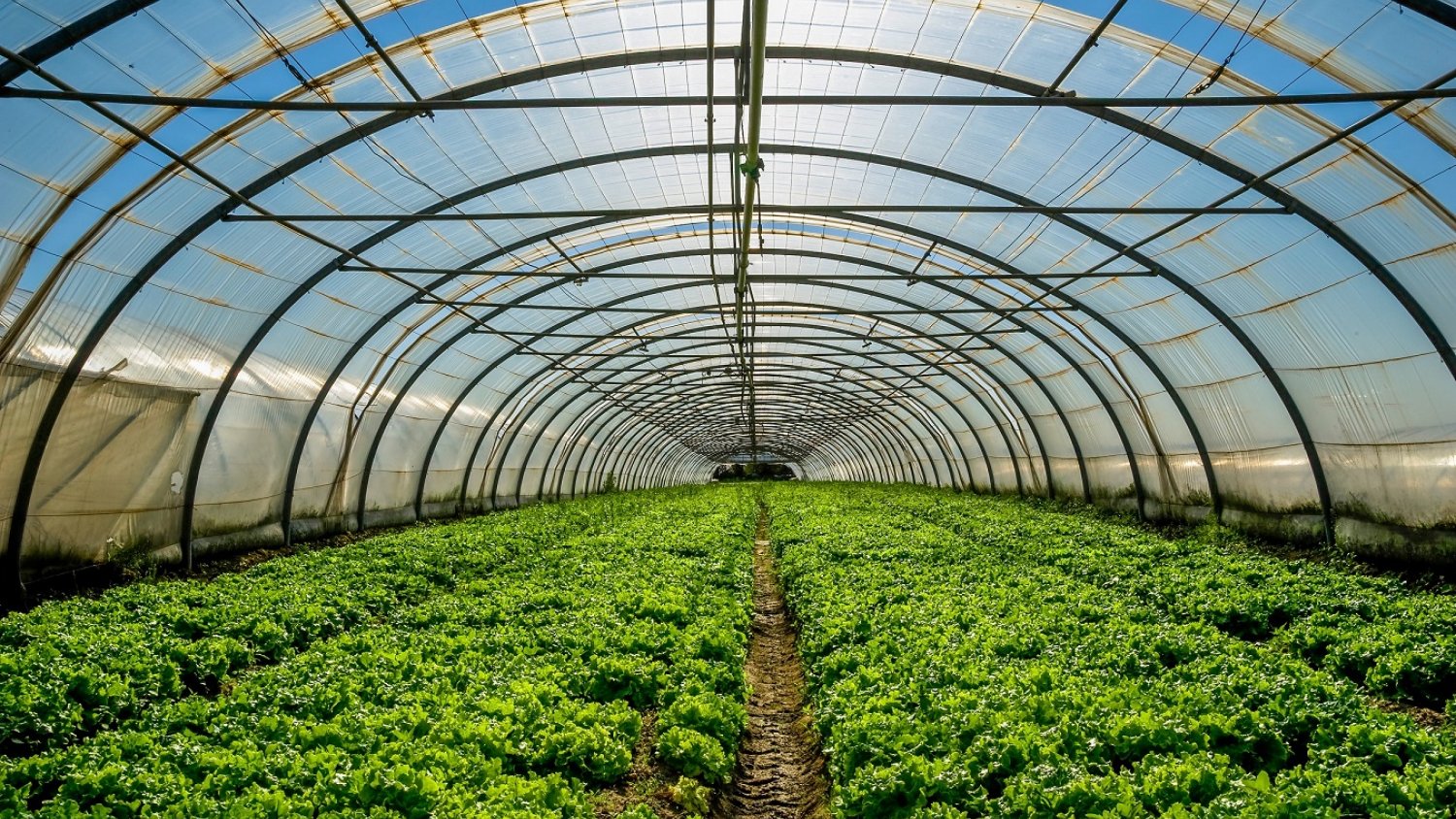 La Consejería pone a disposición del sector el Plan Estratégico para Frutas y Hortalizas de Invernadero