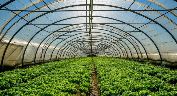 La Consejería pone a disposición del sector el Plan Estratégico para Frutas y Hortalizas de Invernadero