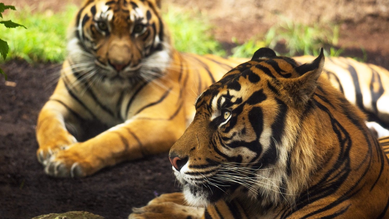 Bioparc Fuengirola conmemora el Día del Tigre alertando sobre la delicada situación de la especie