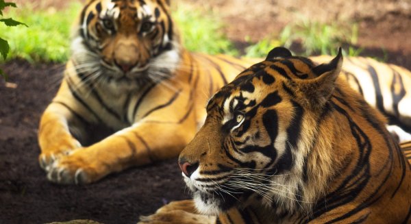 Bioparc Fuengirola conmemora el Día del Tigre alertando sobre la delicada situación de la especie