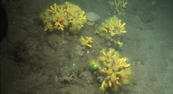 El buque Ángeles Alvariño finaliza una campaña para evaluar el estado de los hábitats marinos de los fondos de Alborán