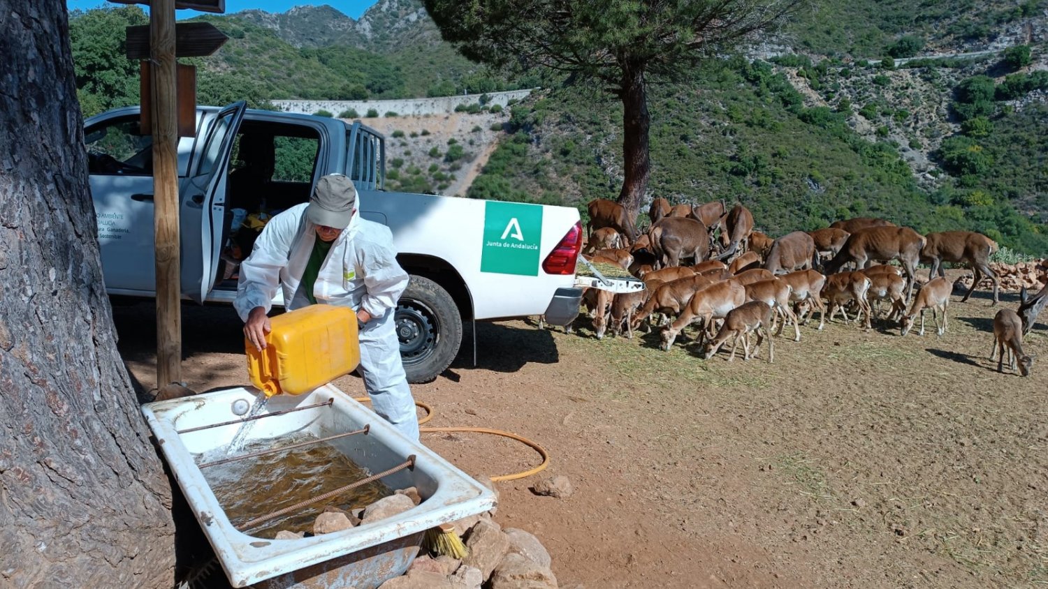 La Junta destina cerca de 30.000 euros al bienestar de los animales de la reserva de Ojén