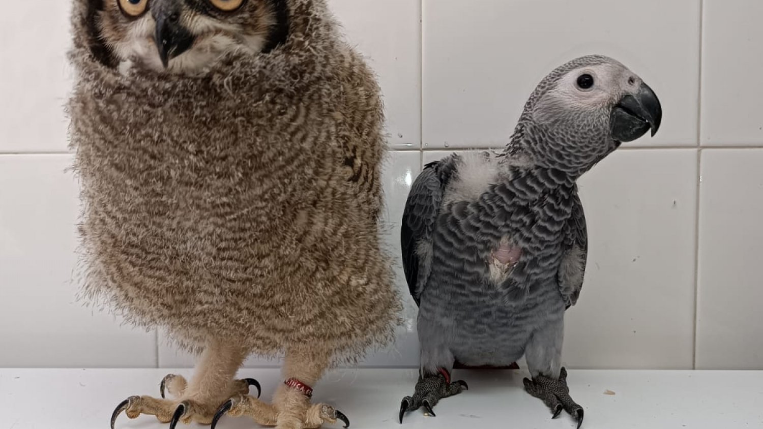Torremolinos anuncia el nacimiento de cuatro aves en el núcleo zoológico Molino de Inca