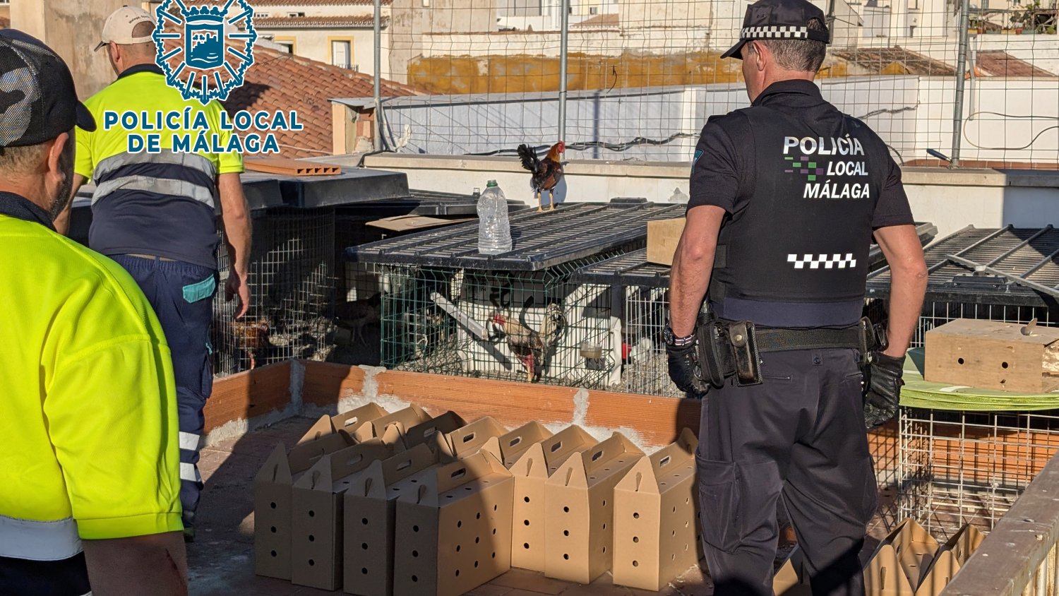 Desmantelado en Málaga un criadero ilegal de gallos de pelea 