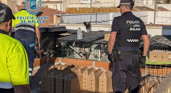 Desmantelado en Málaga un criadero ilegal de gallos de pelea 
