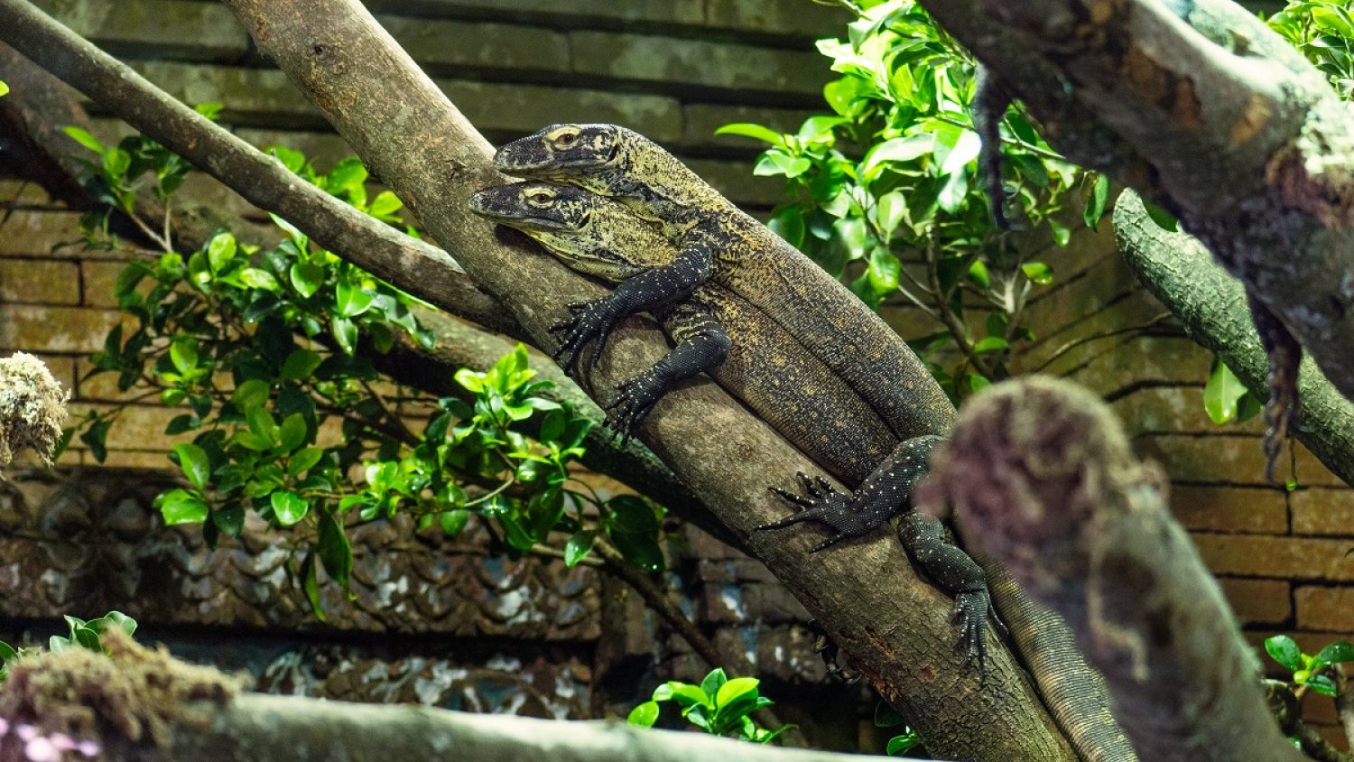 Las crías de dragón de Komodo de Bioparc Fuengirola son trasladadas al exterior donde convivirán todas 
