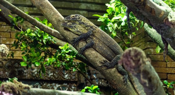 Las crías de dragón de Komodo de Bioparc Fuengirola son trasladadas al exterior donde convivirán todas 