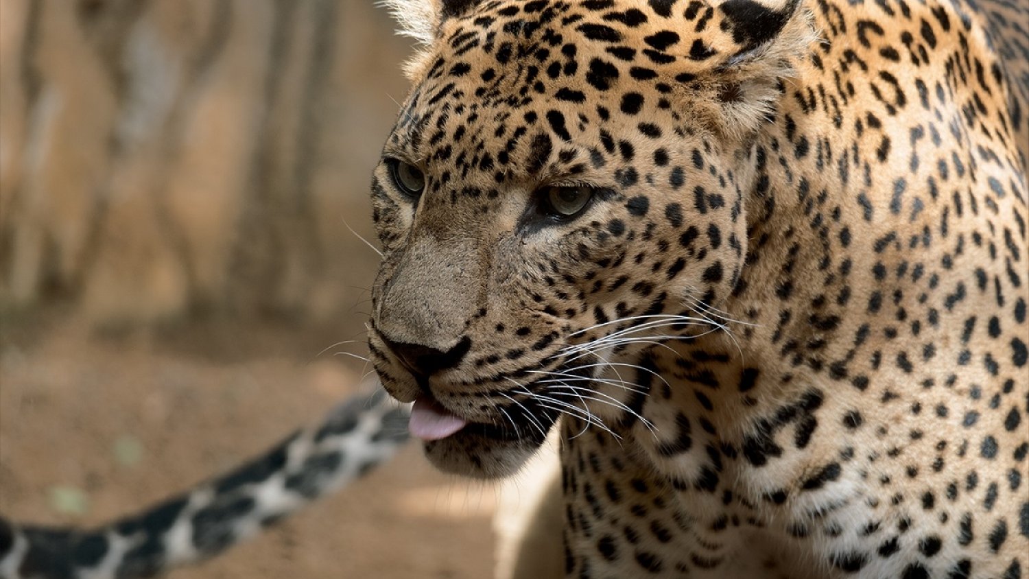 Muere Toñi, el leopardo de Sri Lanka hembra de BIOPARC Fuengirola
