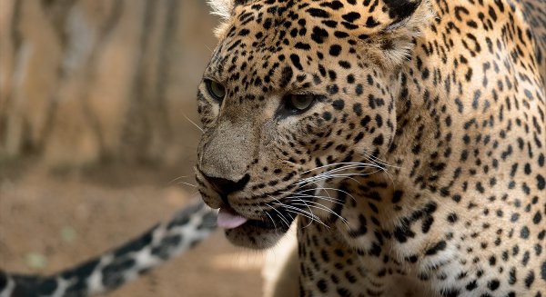 Muere Toñi, el leopardo de Sri Lanka hembra de BIOPARC Fuengirola