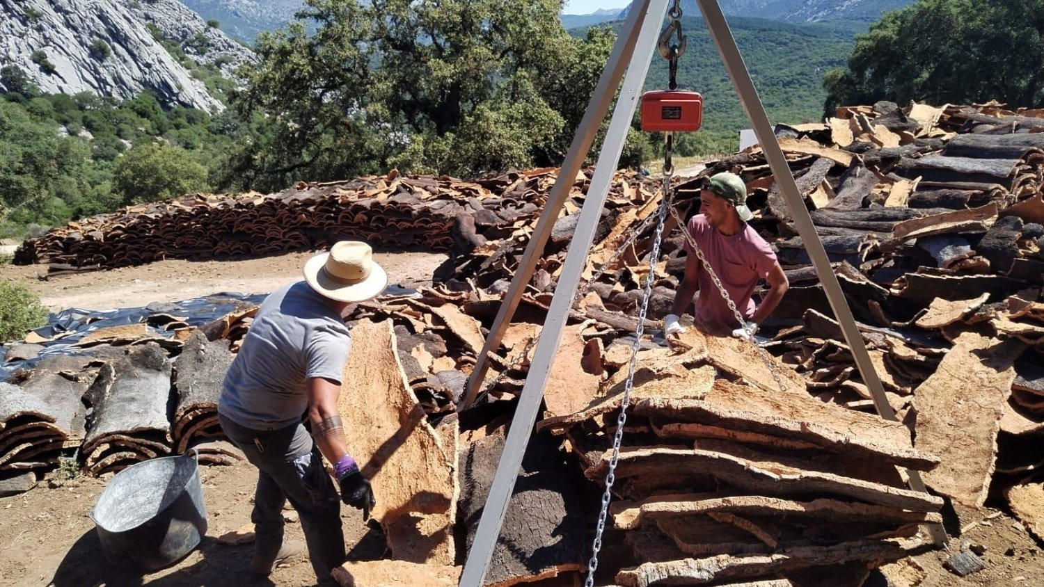 El Ayuntamiento de Ronda licita la venta del corcho de los Montes de Propios por casi 416.000 euros 