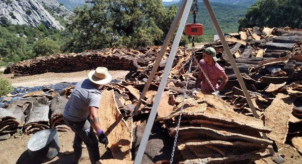 El Ayuntamiento de Ronda licita la venta del corcho de los Montes de Propios por casi 416.000 euros 