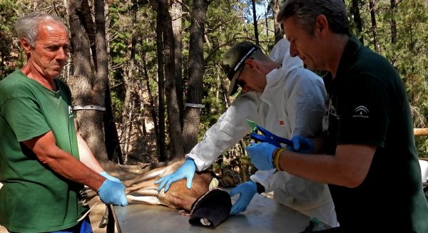 La Junta inicia un plan de acción para el control sanitario en la reserva de Ojén 